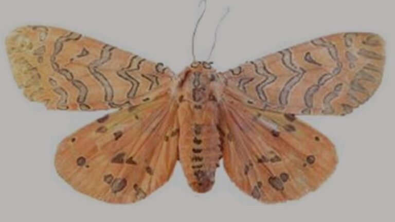 The discovery of a new genus of moths in Kerala’s Idukki highlights the hidden biodiversity of the Western Ghats