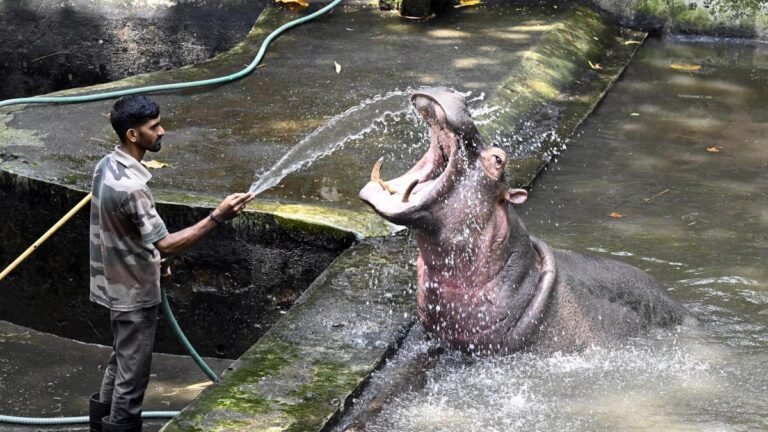 The Central Zoo Authority has told the Karnataka High Court to formulate SOPs for entry of zoo staff into animal enclosures
