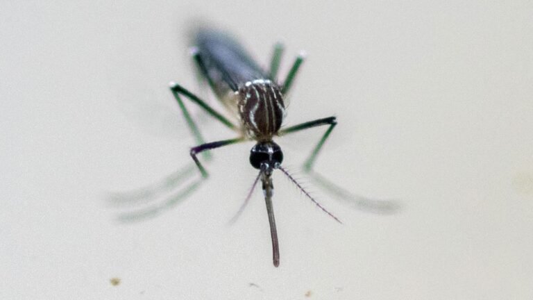 Kerala reports an increase in dengue, influenza and leptospirosis cases