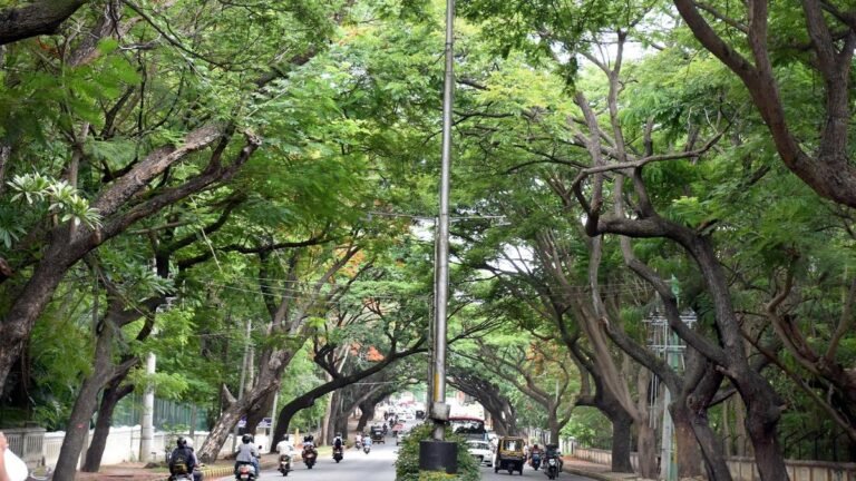 Mysuru records more than 1.21 lakh trees in citizen-led census