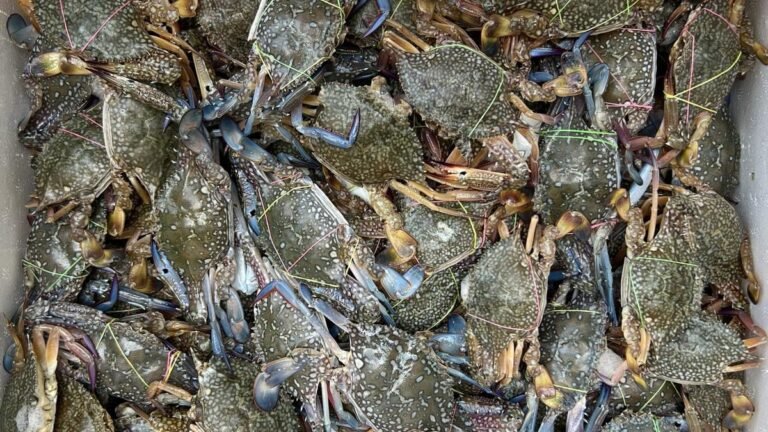 ICAR-CIBA has achieved a breakthrough in blue crab farming technology