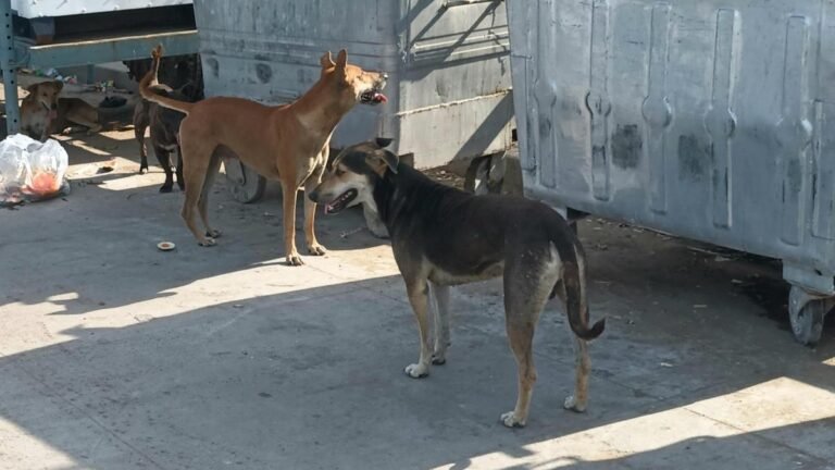 Tamil Nadu: Stray dog ​​bite leads to hospitalization of two out of four children