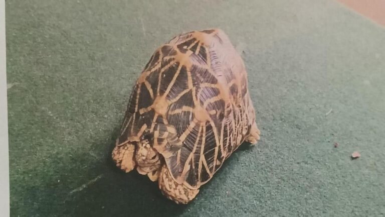 Two arrested for trying to sell star tortoise in Madikeri