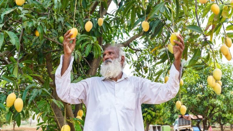 From cotton to chillies and now mangoes, a long crop of farmer-breeders