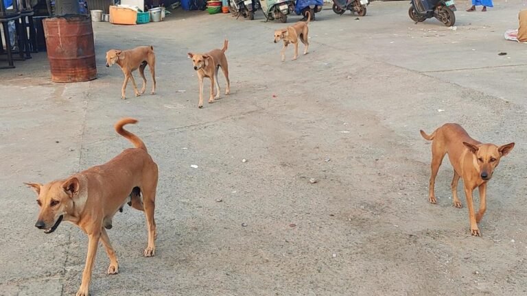 A stray dog ​​attack in the capital that left a man with an injured eye will reignite questions about the effectiveness of the ABC program