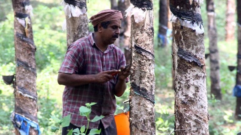 Revised Kerala Budget: rubber support price hiked to ₹250 at record highs in the market