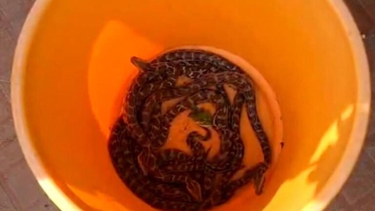 18 baby pythons were found in the premises of a house in Thrissur