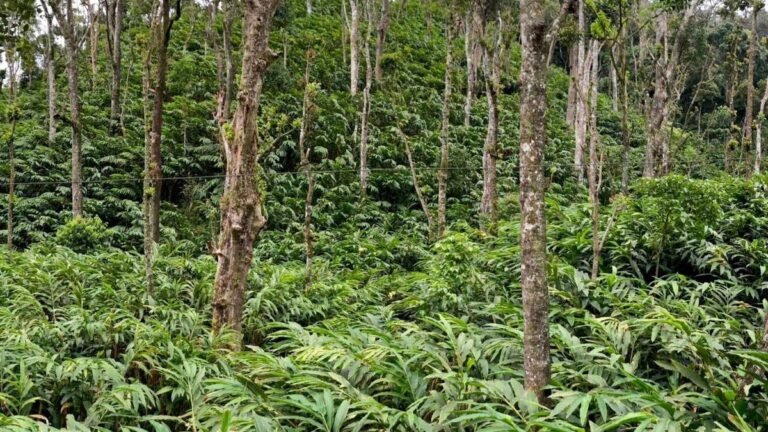 Kerala Budget offers hope to solve land-related problems of Idukki farmers