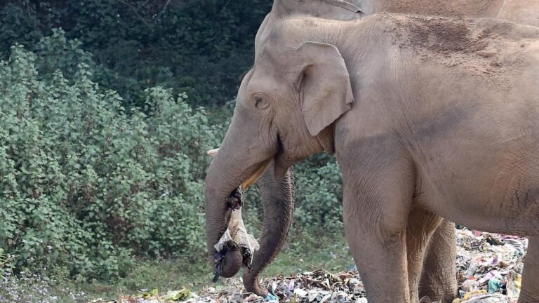 Munnar panchayat to implement plastic ban from July