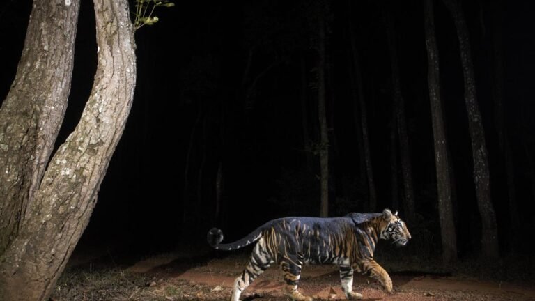 Similipal’s Black Tigers get help