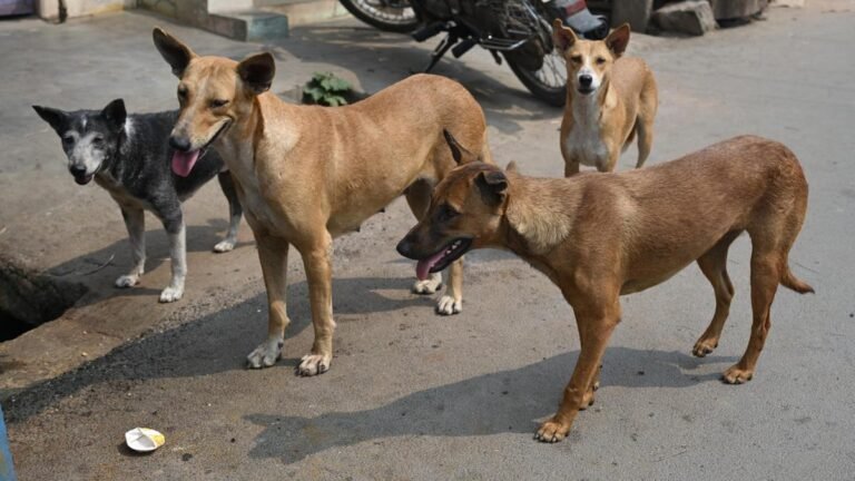 Madras High Court takes suo motu case to protect people from stray dogs in Tamil Nadu, Puducherry
