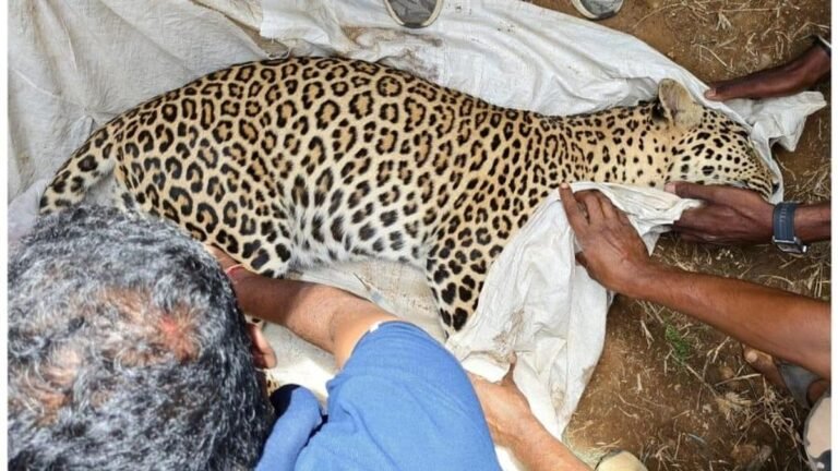 Leopard rescued in Tarikere