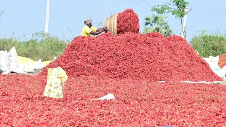 After China says no, exporters urge Andhra Pradesh to curb high-risk pesticides in chillies