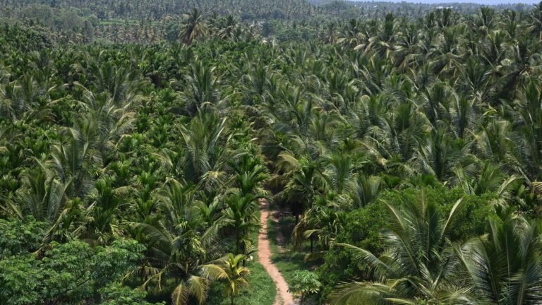 Green costs: Nearly 2 million trees are likely to be cut down for Bidadi AI township