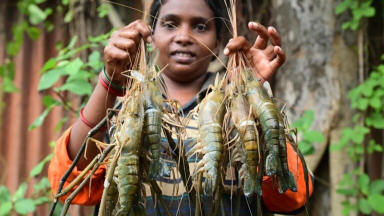 Shrimp farmers are switching to local sales amid falling prices and disruption to exports