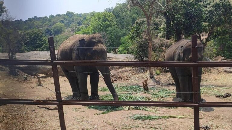 Wildlife NGO alleges cruelty to elephants in BBP; officials deny the allegations