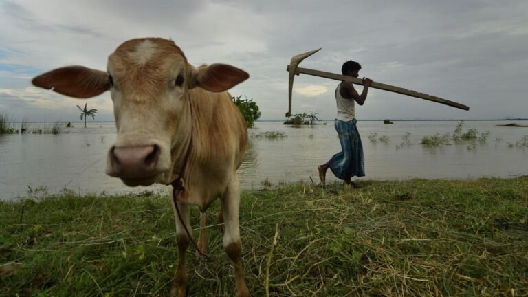 Farmers from Assam, Meghalaya have resumed farming in the disputed border area after weeks of conflict