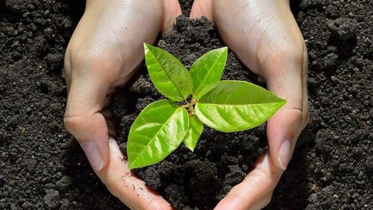 BDA aims to enter Guinness World Records by planting 15 lakh saplings on Kempe Gowda Jayanti