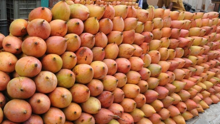 State Govt recommends MSP for Totapuri mangoes, awaits Centre’s nod