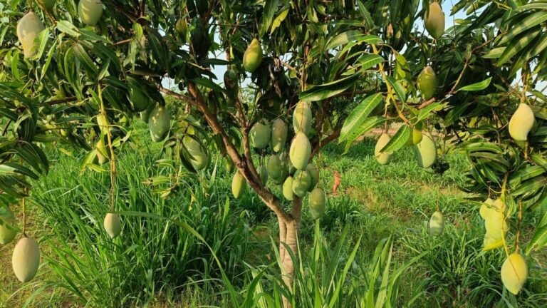 Mango farmers of Karnataka are unhappy about the Centre’s help