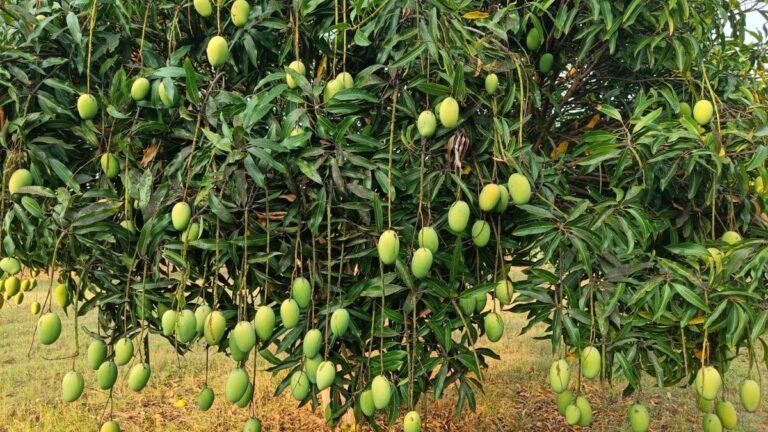 Karnataka’s mango production has dropped by 5 million tonnes this year due to climatic extremes