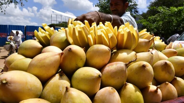 Karnataka opens farmer registration for Totapuri mangoes under MIP programme