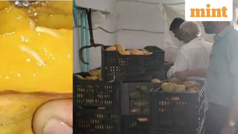 Is mango juice safe? “rotten, maggot-eaten” mangoes for pulp extraction seized in Gujarat; video may disgust you | Today’s news