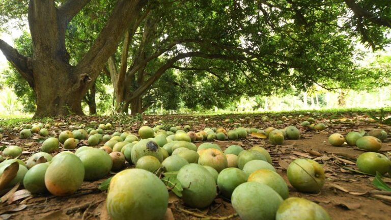 The best mangoes in South India, according to the farmers who grow them