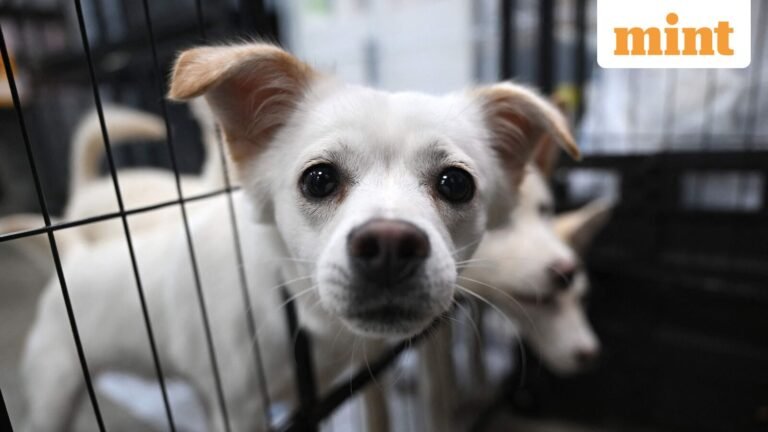‘Horrifying scene’: More than 100 dead dogs found at California ‘No-Kill’ shelter with gunshot wounds | Today’s news