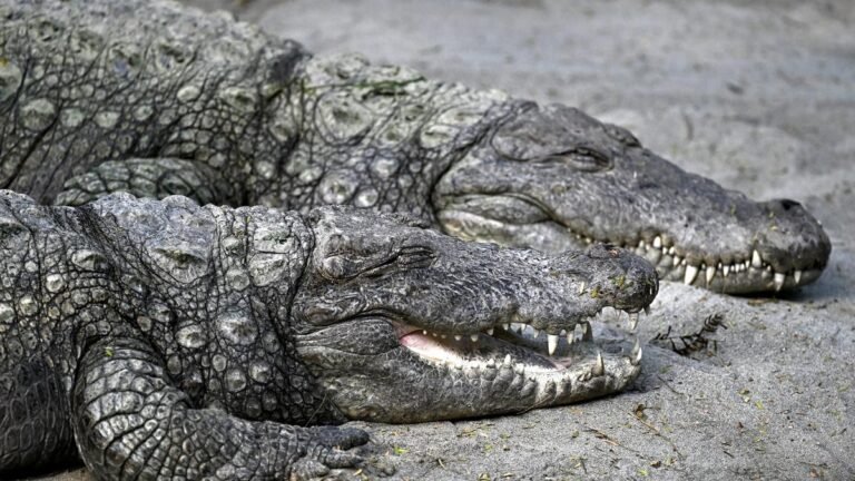 Odisha village to get crocodile warning system under ‘Smart Village’ plan