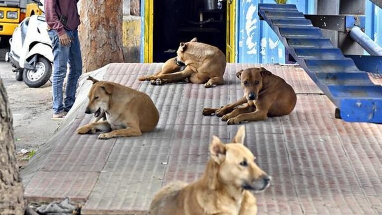 Prepare an action plan to complete 100% ABC program for stray dogs in three years: Krishna Byre Gowda