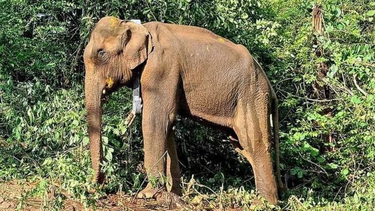 Elephant released into forest found dead
