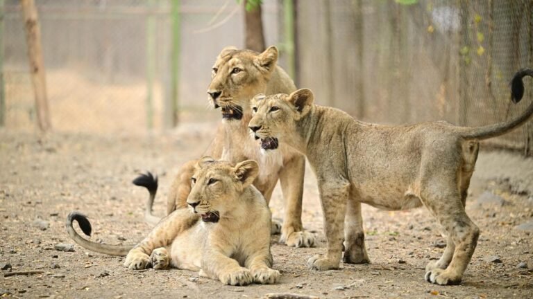 Heat, not disease, killed 8 lion cubs in Gir forest