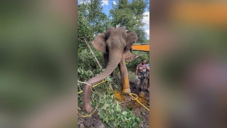 Elephant killing continues in Kerala’s death zone