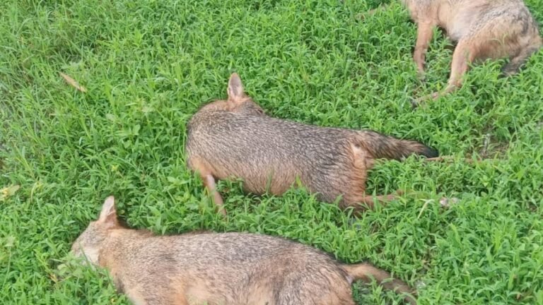 Nine golden jackals found electrocuted near Kochi airport