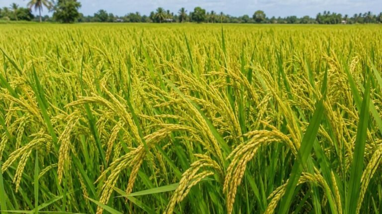 Microbial consortia increase yield for paddy farmers
