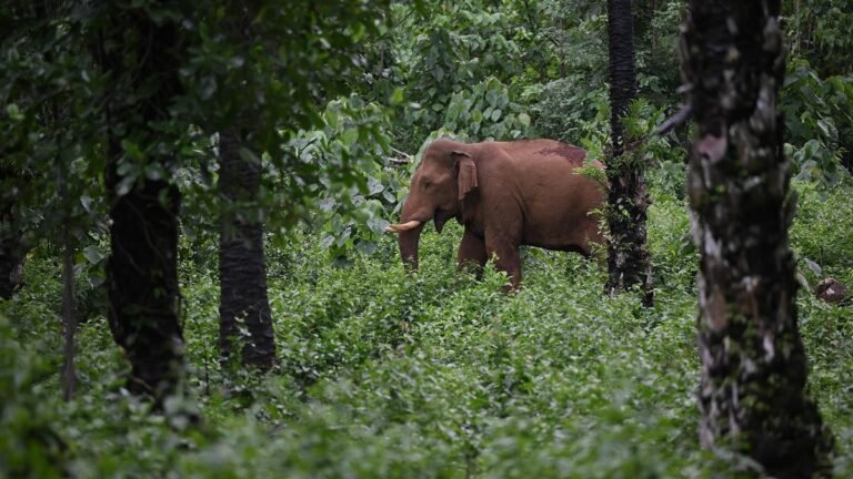 Elephant conservation helps preserve India’s forests as powerful carbon sinks: Study