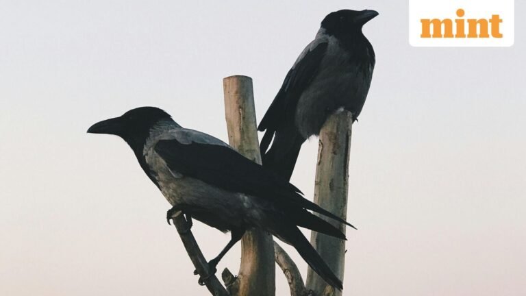 Greek Proverb of the Day: ‘A crow does not pluck the eye out of another crow’; meaning and why it still matters today | Today’s news