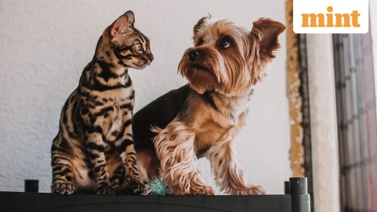 The dog-loving capital of India isn’t Delhi or Mumbai — The winner might surprise you | Today’s news