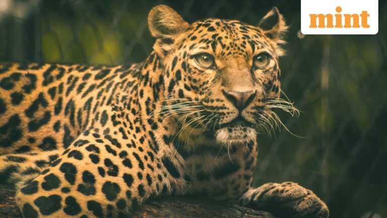 African Proverb: “Rain beats the leopard’s skin but does not wash away the stains”; meaning why it still matters | Today’s news