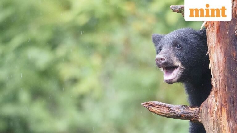 Want to earn ₹14,000? This zoo offers a lucrative salary to anyone who wants to be a bear and is “comfortable to feed” | Today’s news