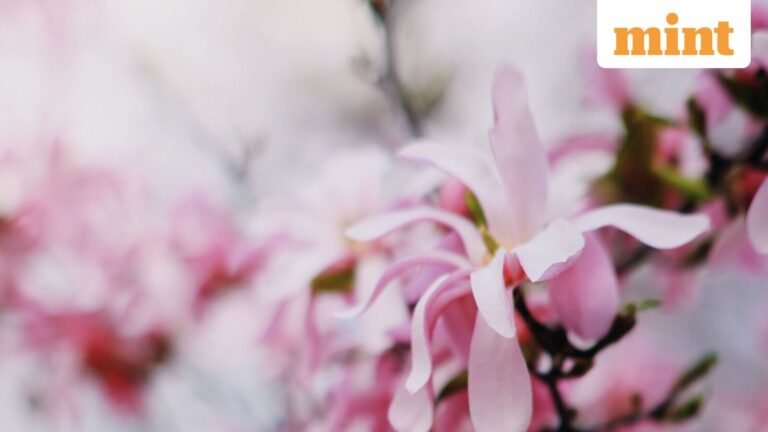 Quote of the Day from Mulan: ‘The flower that blooms in adversity is the most…’ | Today’s news