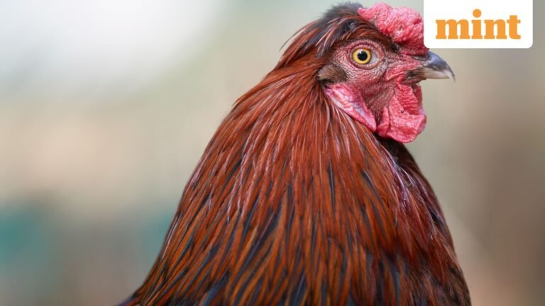 African Proverb of the Day: “A rooster is not expected to crow for the whole world”; meaning why it still matters | Today’s news
