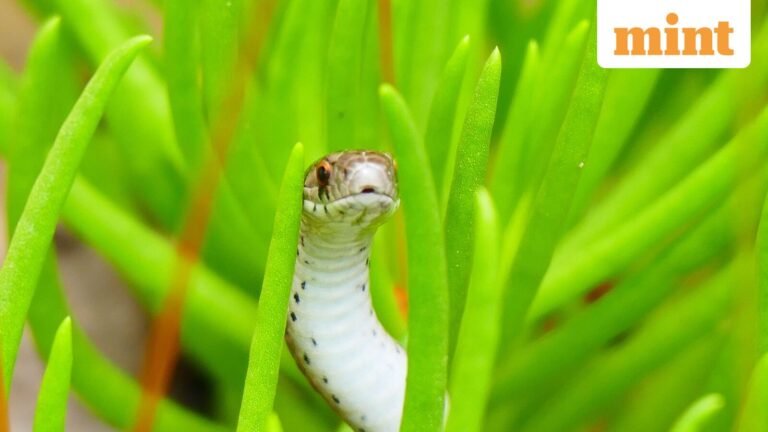 Venomous copperhead snake found near Germany’s FIFA World Cup camp, players on alert | Today’s news