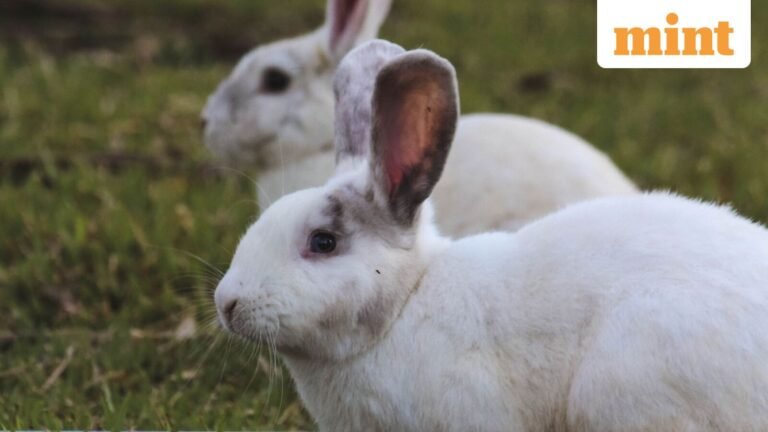 A German proverb of the time: “He who chases two rabbits at once catches neither”; meaning why it still matters | Today’s news