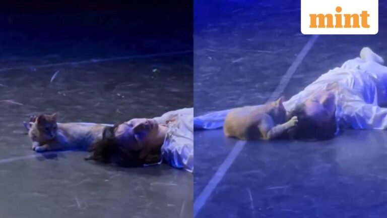A theater cat steals the spotlight after crashing the emotional finale of Romeo and Juliet in Turkey. The Internet is in love | Today’s news