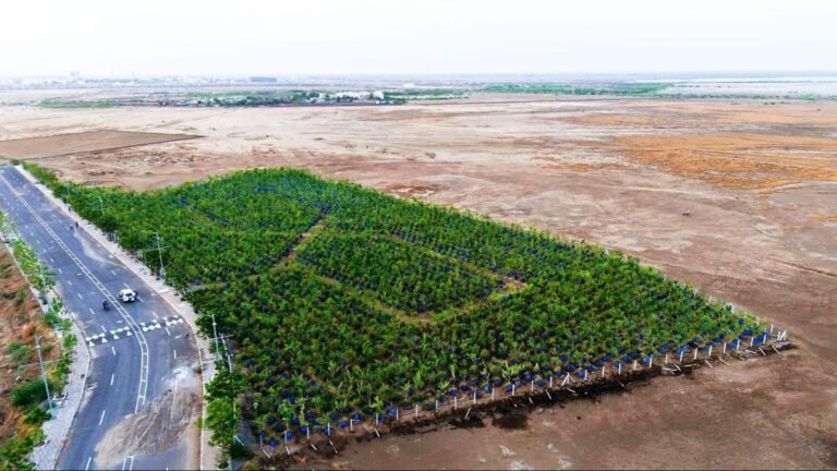 The drum plantation technique helps grow 3,200 trees on the saline soil in Dholera