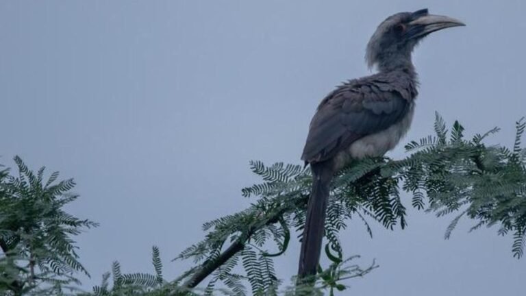 60 years after disappearing from Gir, Indian gray hornbills breed for fourth consecutive year