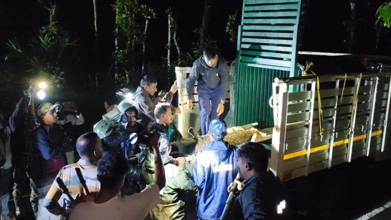 A leopard trapped in a trap laid for wildlife rescued, released into a tiger reserve