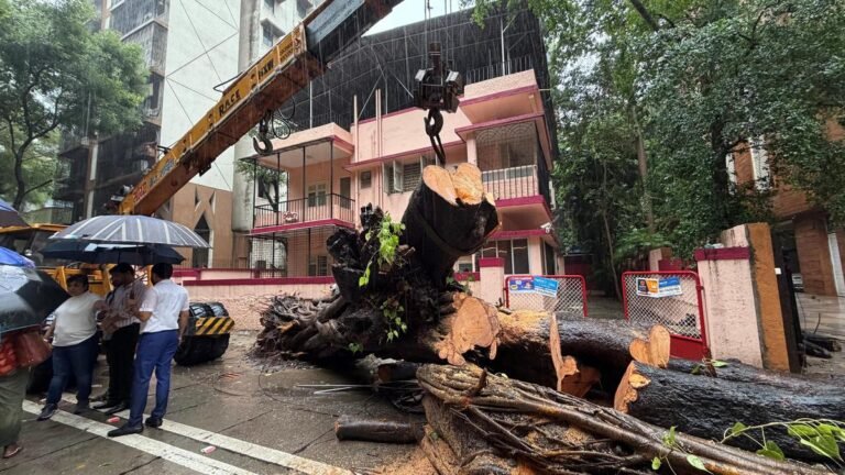 Chembur tree fall incident: Mumbai BMC mayor orders fresh third-party probe